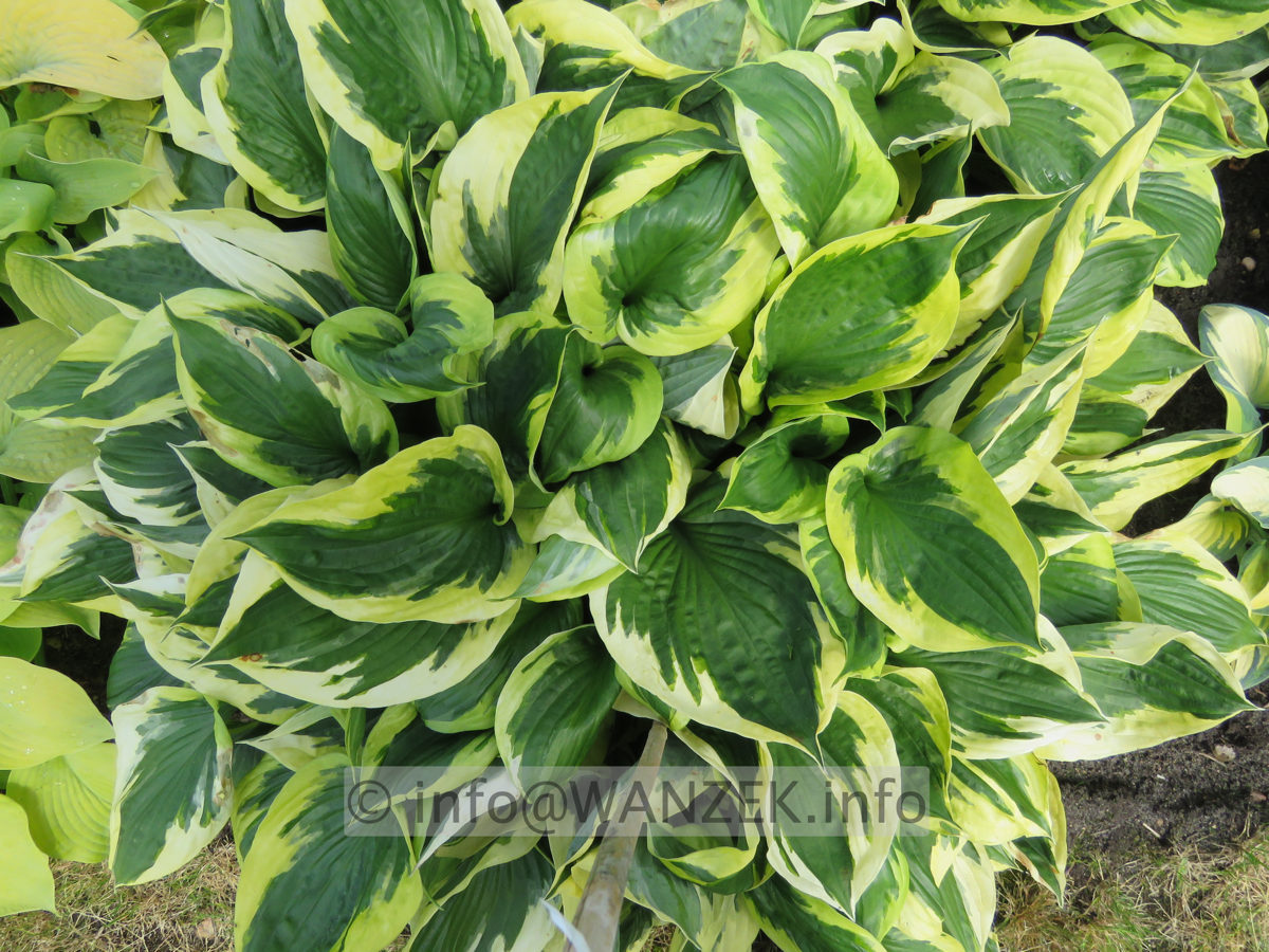 Hosta Hybride Twilight 002.JPG